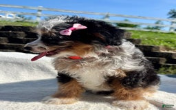 Australian Shepherd dogs for sale: Chloe Mini - Image 2