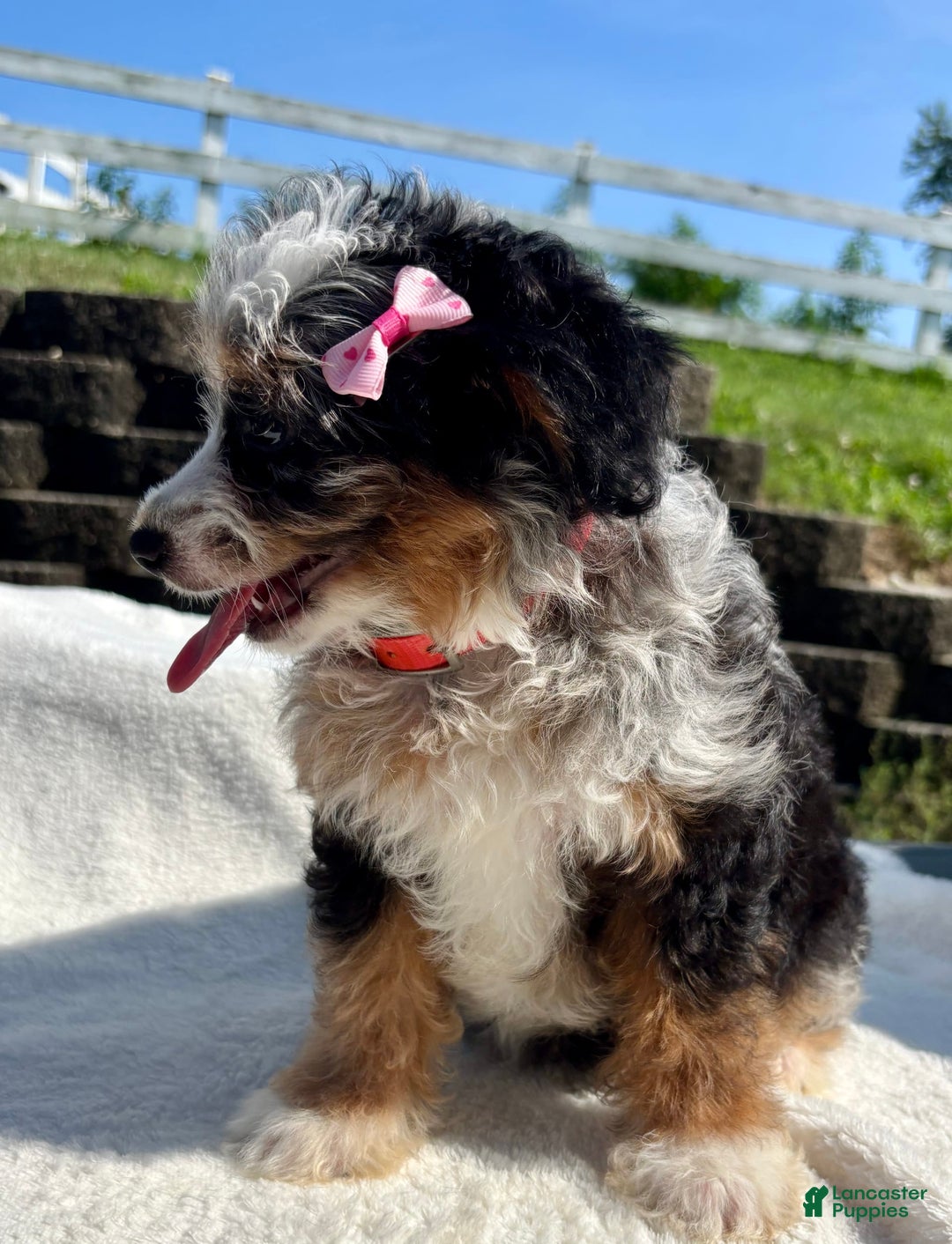 Australian Shepherd dogs for sale: Chloe Mini - Image 2