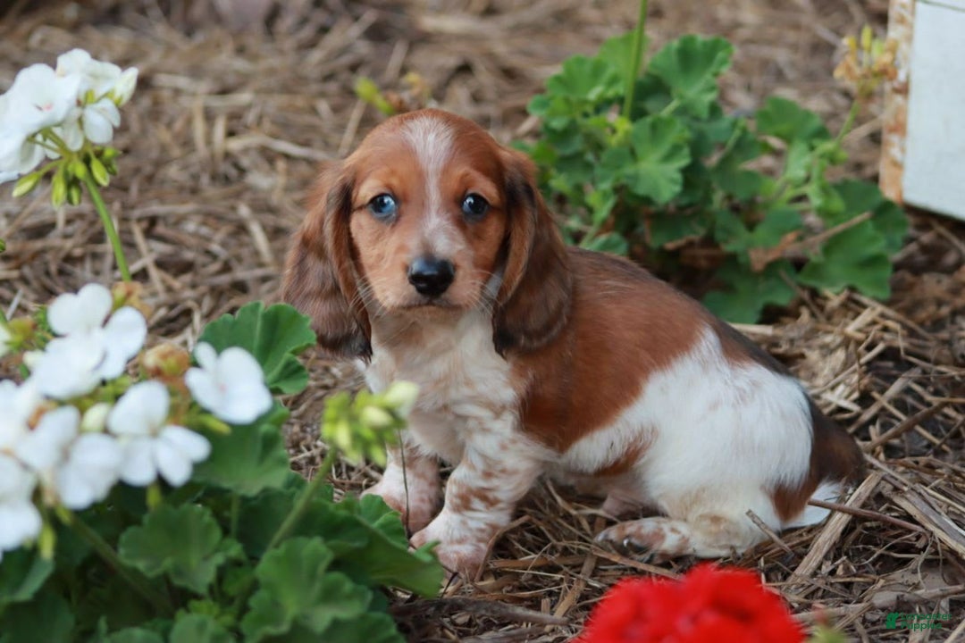Miniature Dachshund dogs for sale: Whitney - Image 1