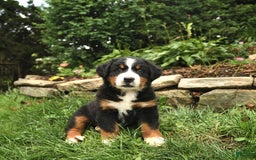 Bernese Mountain Dog dogs for sale: Walker - Image 1
