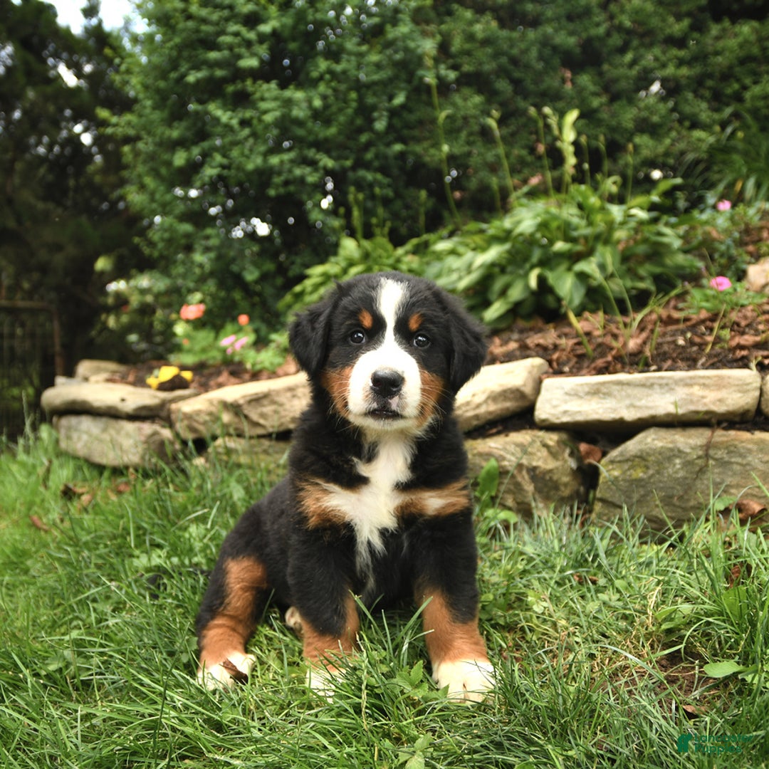 Bernese Mountain Dog dogs for sale: Walker - Image 1