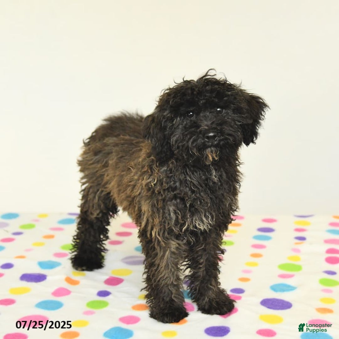 Miniature Poodle dogs for sale: Blizzard - Image 4