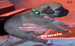 Presa Canario dogs for sale: Nala - Image 1