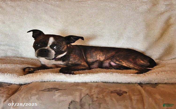 Boston Terrier dogs for sale - Ad 4