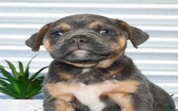 Beabull dogs for sale: Kimmy - Image 5