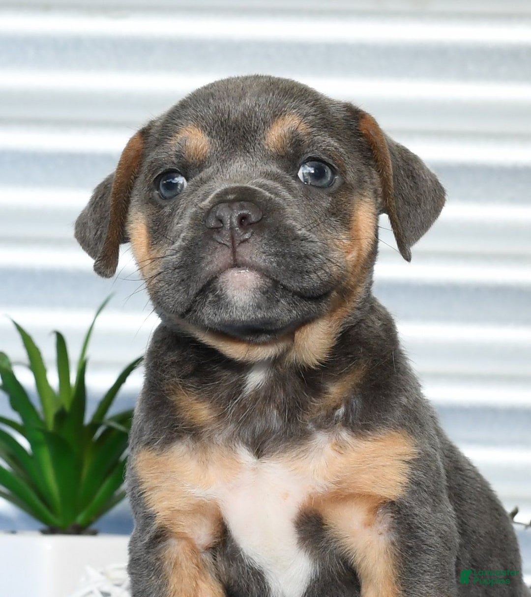 Beabull dogs for sale: Kimmy - Image 5