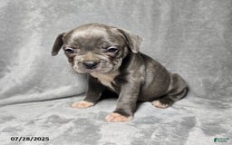 Frenchton dogs for sale: Jwala - Image 2