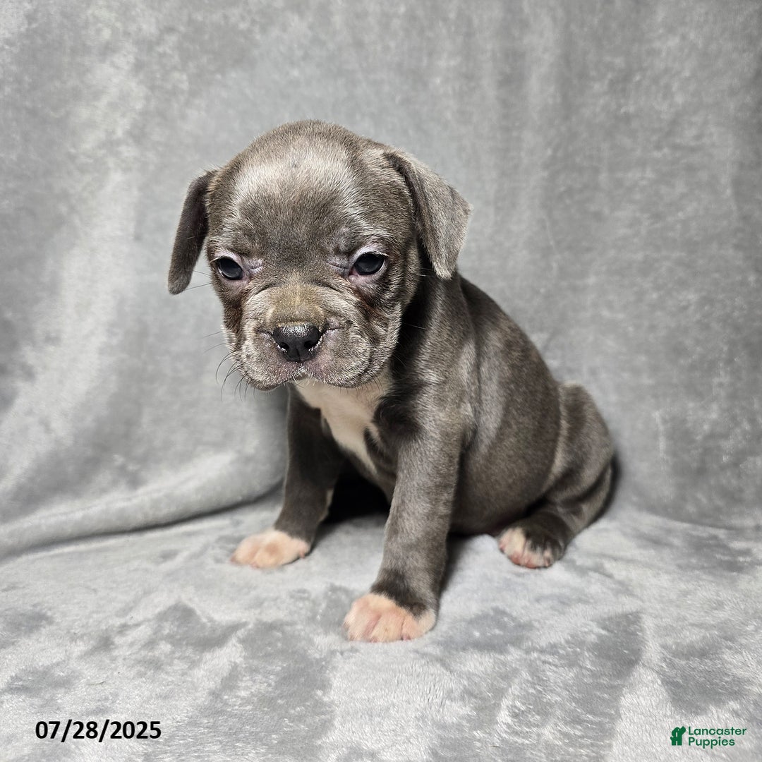 Frenchton dogs for sale: Jwala - Image 2
