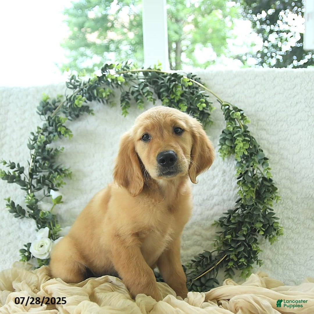 Golden Retriever dogs for sale: Addelyn - Image 15
