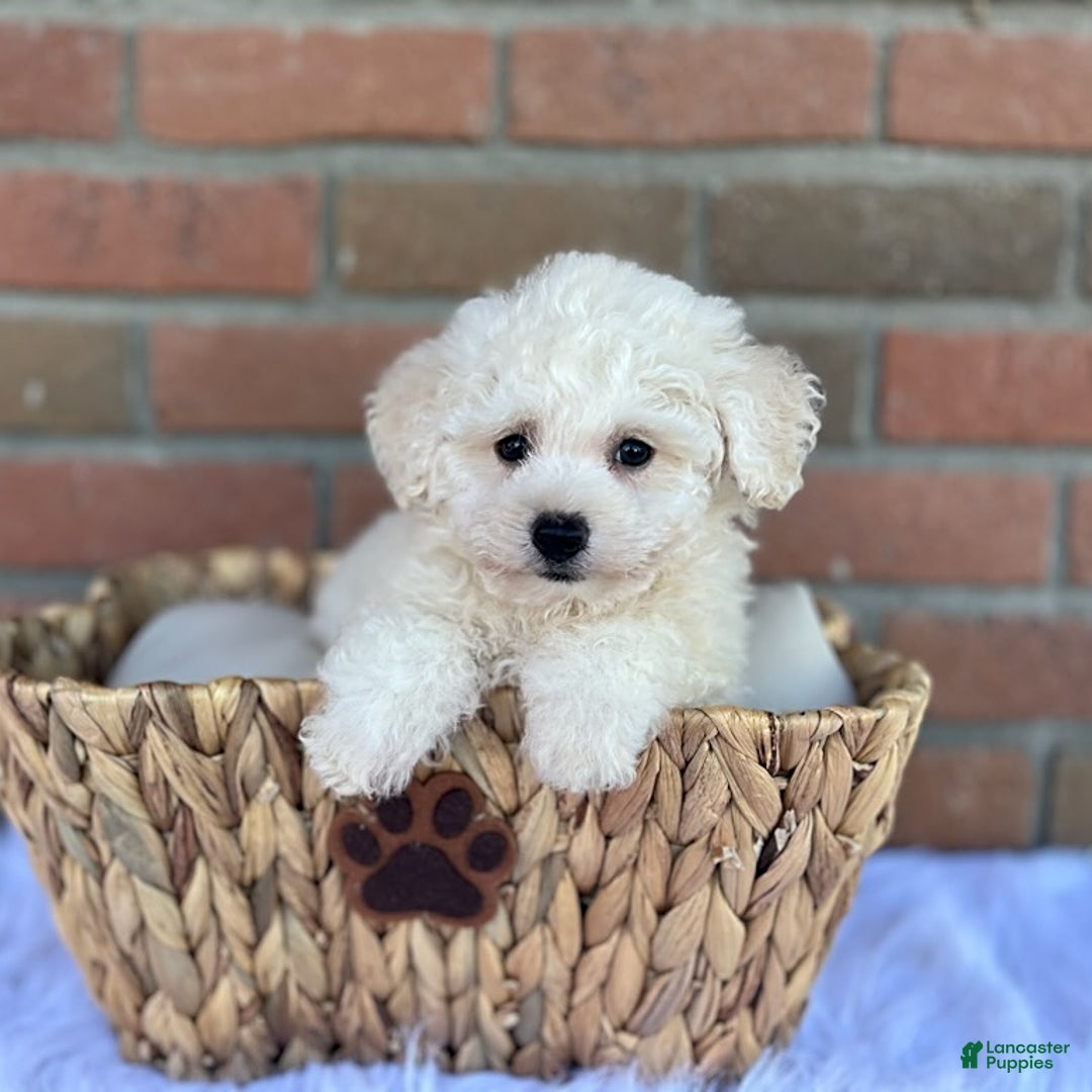 Bichpoo dogs for sale: Trump - Listing for pets: Trump - Image 3