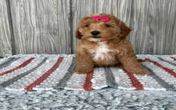 Mini Goldendoodle dogs for sale: Daisy - Image 11