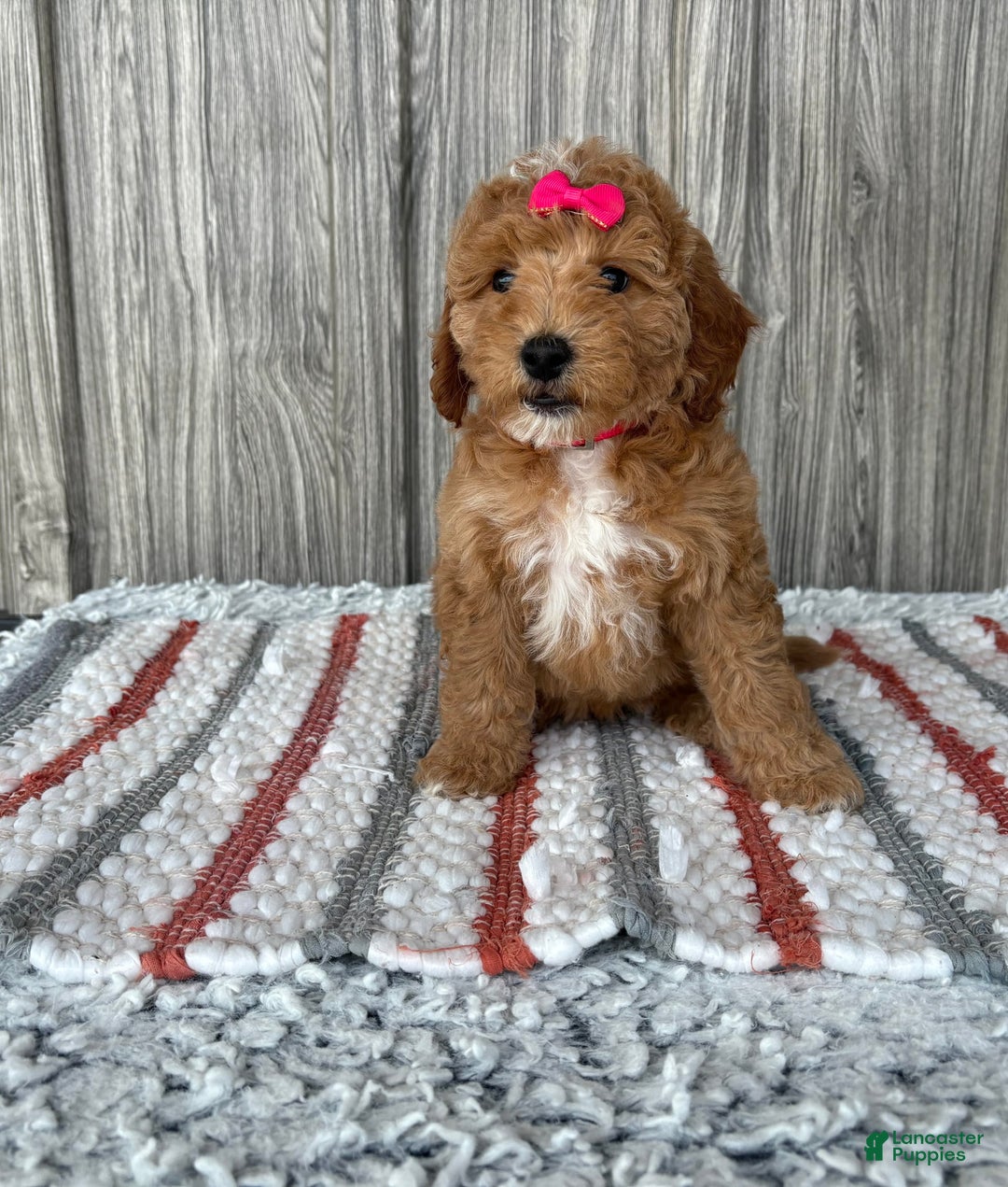 Mini Goldendoodle dogs for sale: Daisy - Image 11