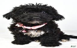 Bichpoo dogs for sale: Alisha - Image 2