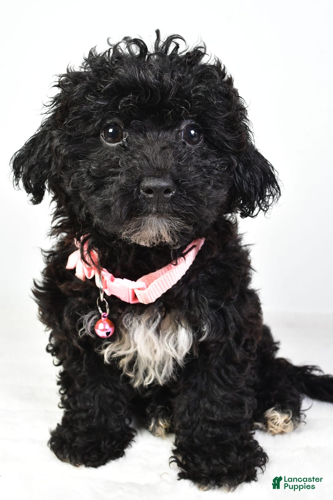 Bichpoo dogs for sale: Alisha - Image 2
