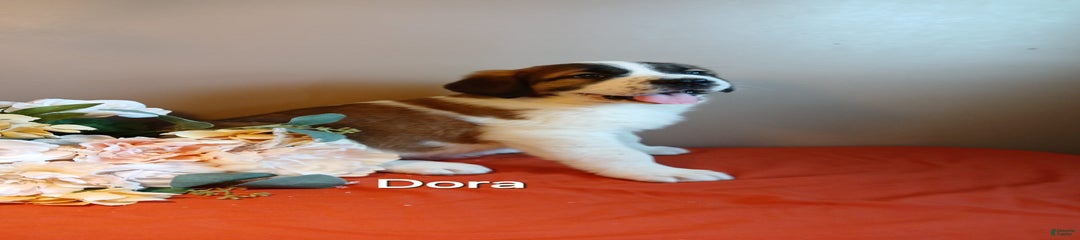 Dora