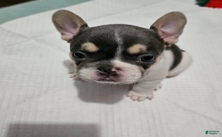 French Bulldog dogs for sale - Ad 2