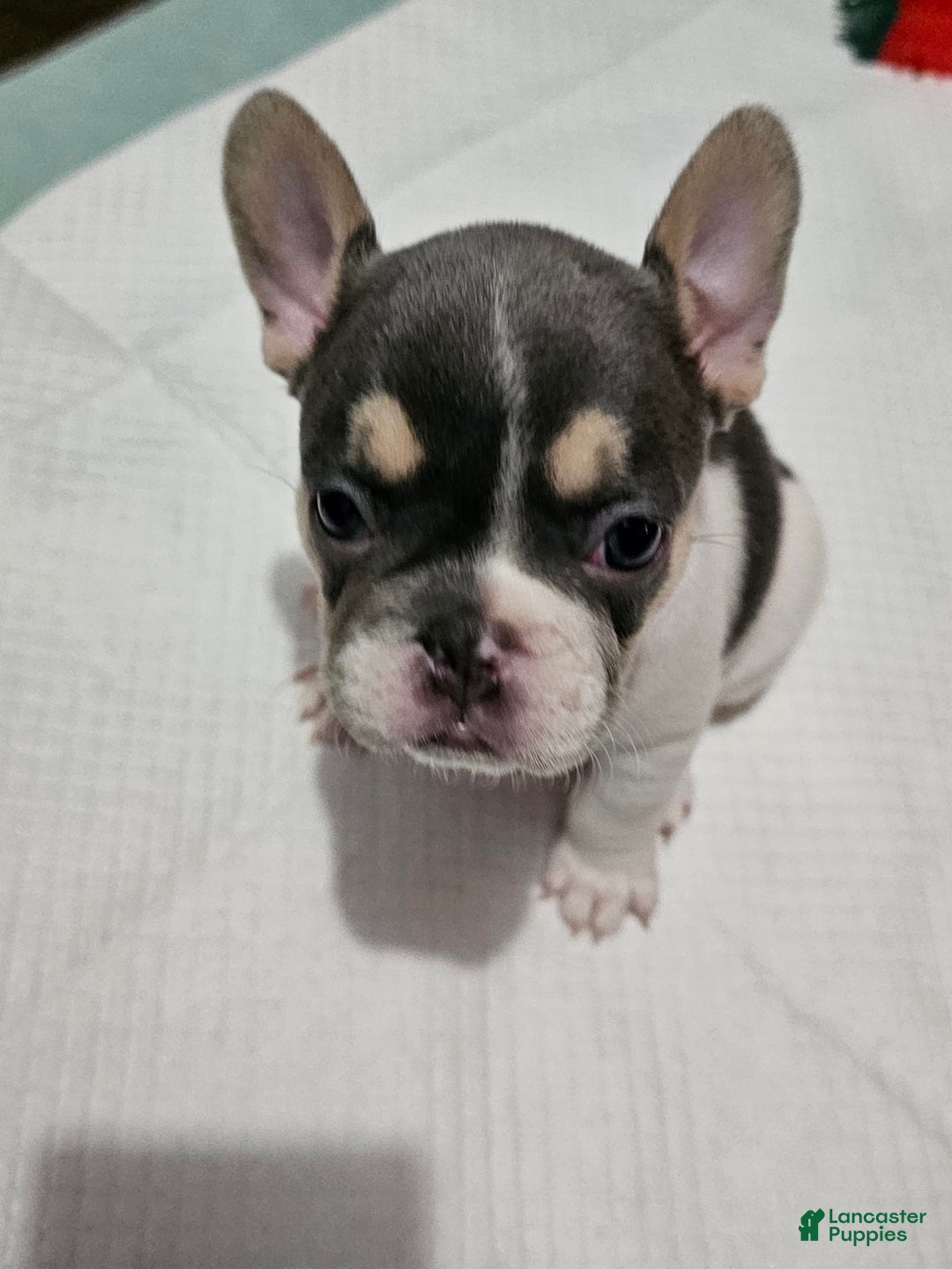 French Bulldog dogs for sale: Luna - Image 1