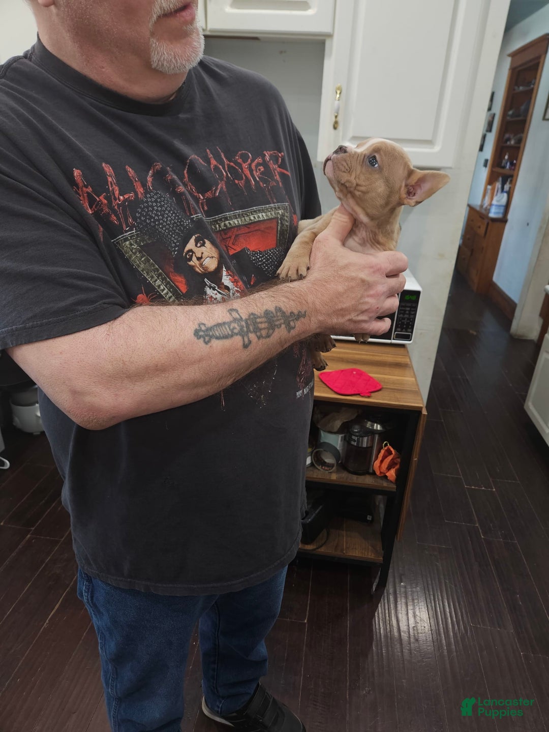 American Bully dogs for sale: Delila - Image 9