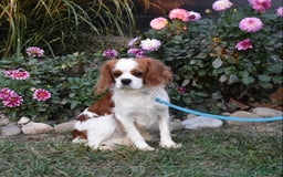 Cavalier King Charles Spaniel dogs for sale: Buster - Image 17