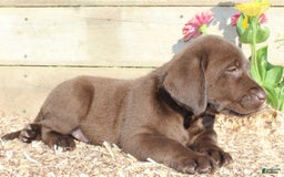 Labrador Retriever dogs for sale: Eric - Image 4
