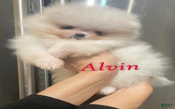 Pomeranian dogs for sale: Alvin - Image 1
