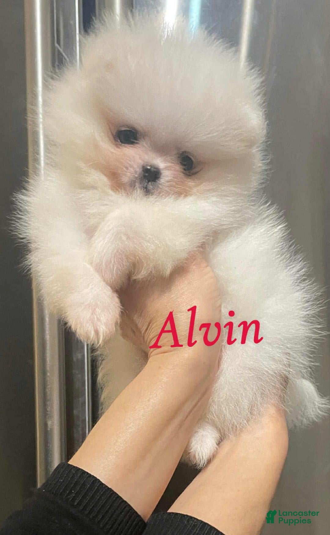 Pomeranian dogs for sale: Alvin - Image 1