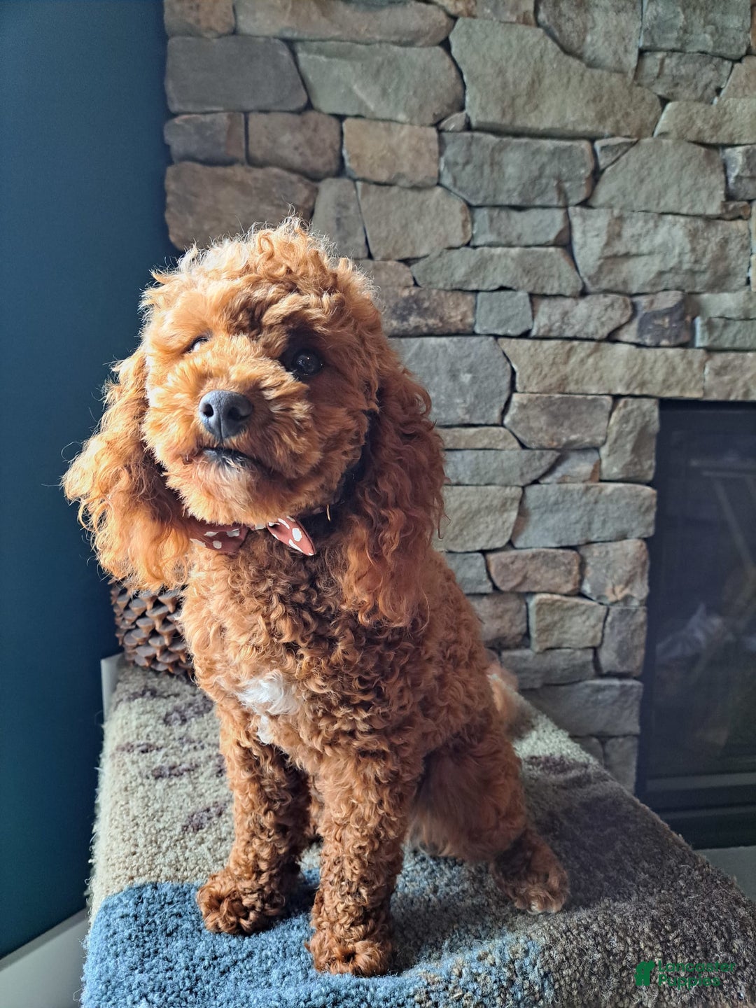 Miniature Poodle dogs for stud: Rusty Knight of Eagles Wings - Image 3