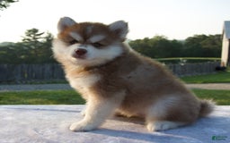 Pomsky dogs for sale: Mickey - Image 3