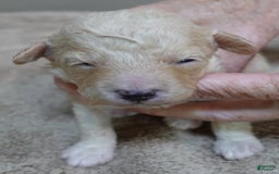Toy Poodle dogs for sale: Chiki - Image 16