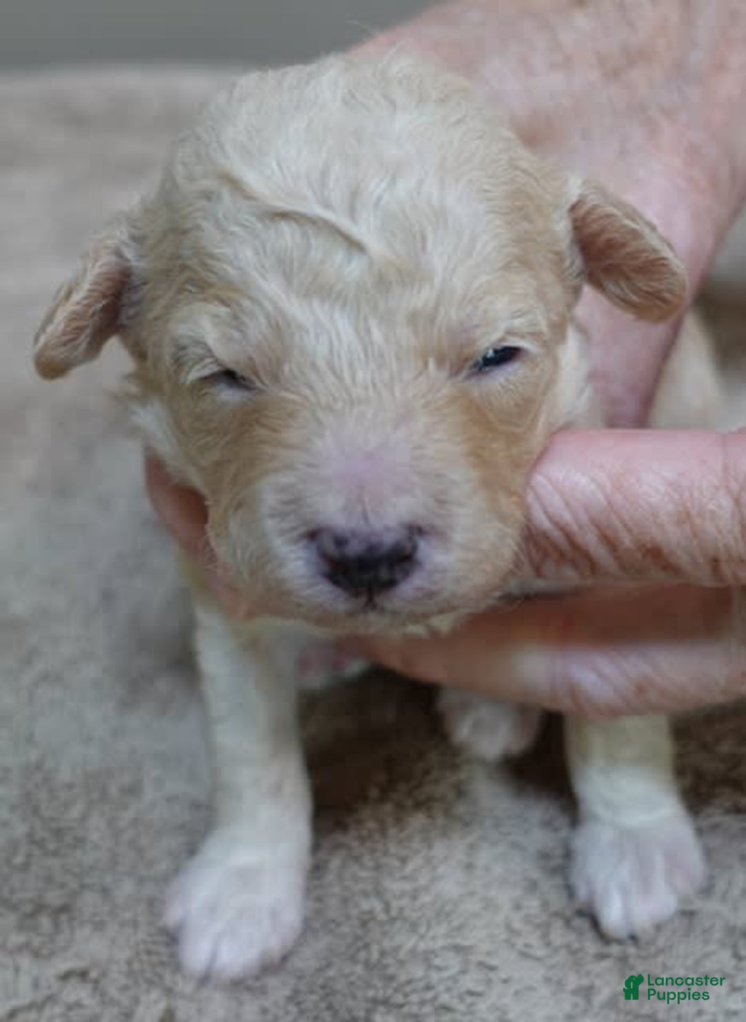 Toy Poodle dogs for sale: Chiki - Image 16