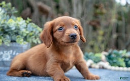 Miniature Dachshund dogs for sale: Marshall - Image 2