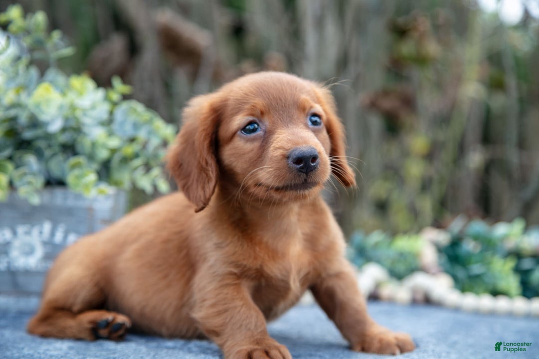 Miniature Dachshund dogs for sale: Marshall - Image 2