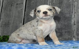 Beabull dogs for sale: Kelly - Image 8