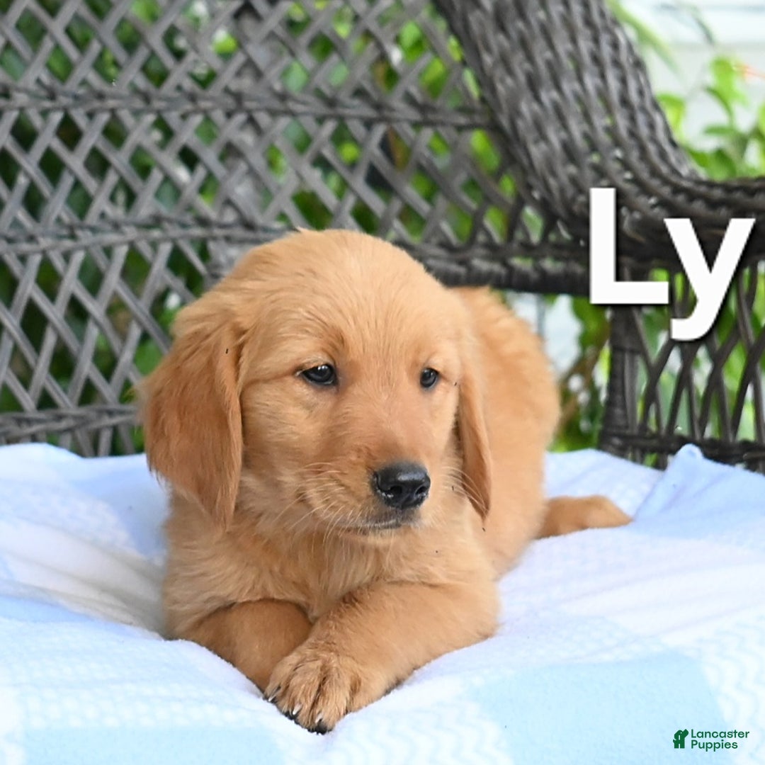 Golden Retriever dogs for sale: Lynn - Image 2