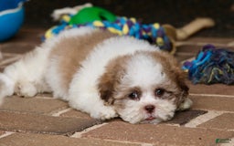Shihpoo dogs for sale: Lily - Image 5