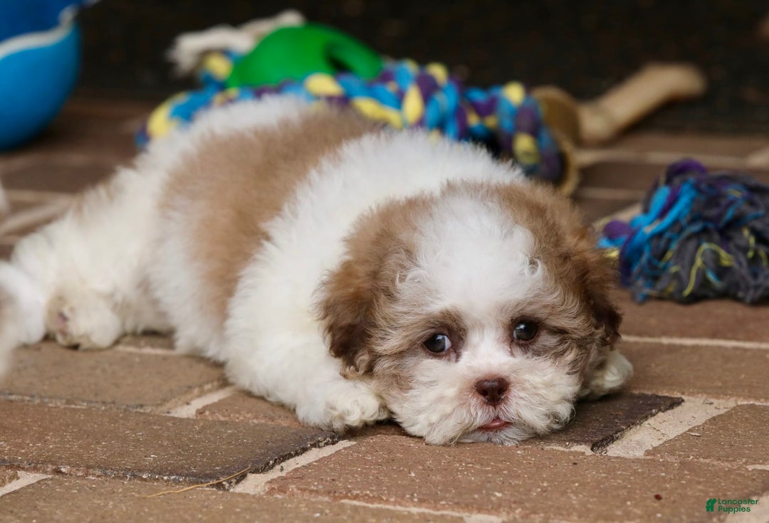 Shihpoo dogs for sale: Lily - Image 5