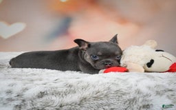 French Bulldog dogs for sale: Miles - Image 3