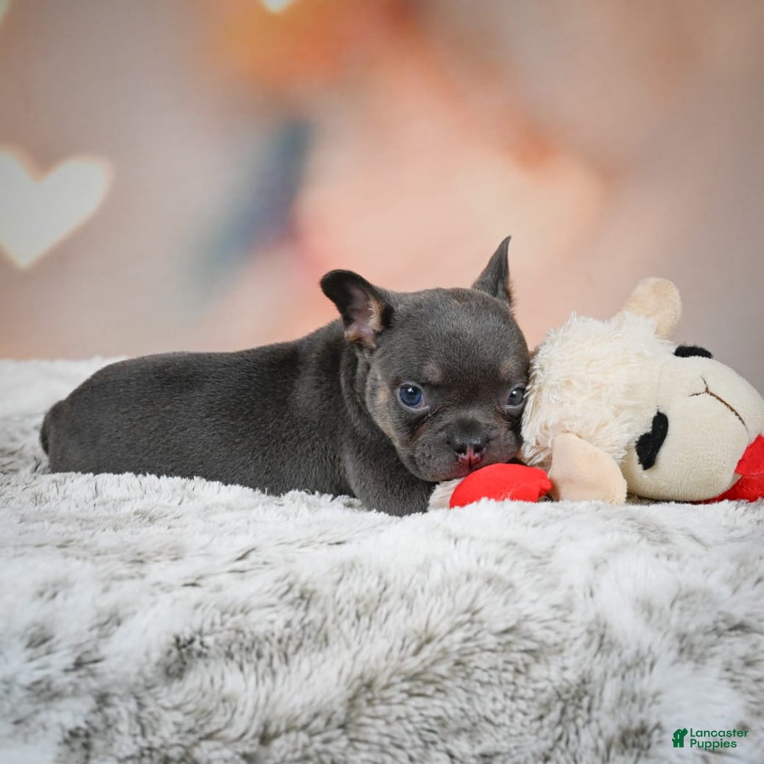 French Bulldog dogs for sale: Miles - Image 3