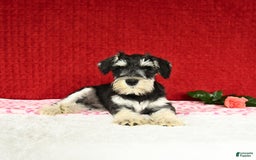 Miniature Schnauzer dogs for sale: Malenna - Image 3