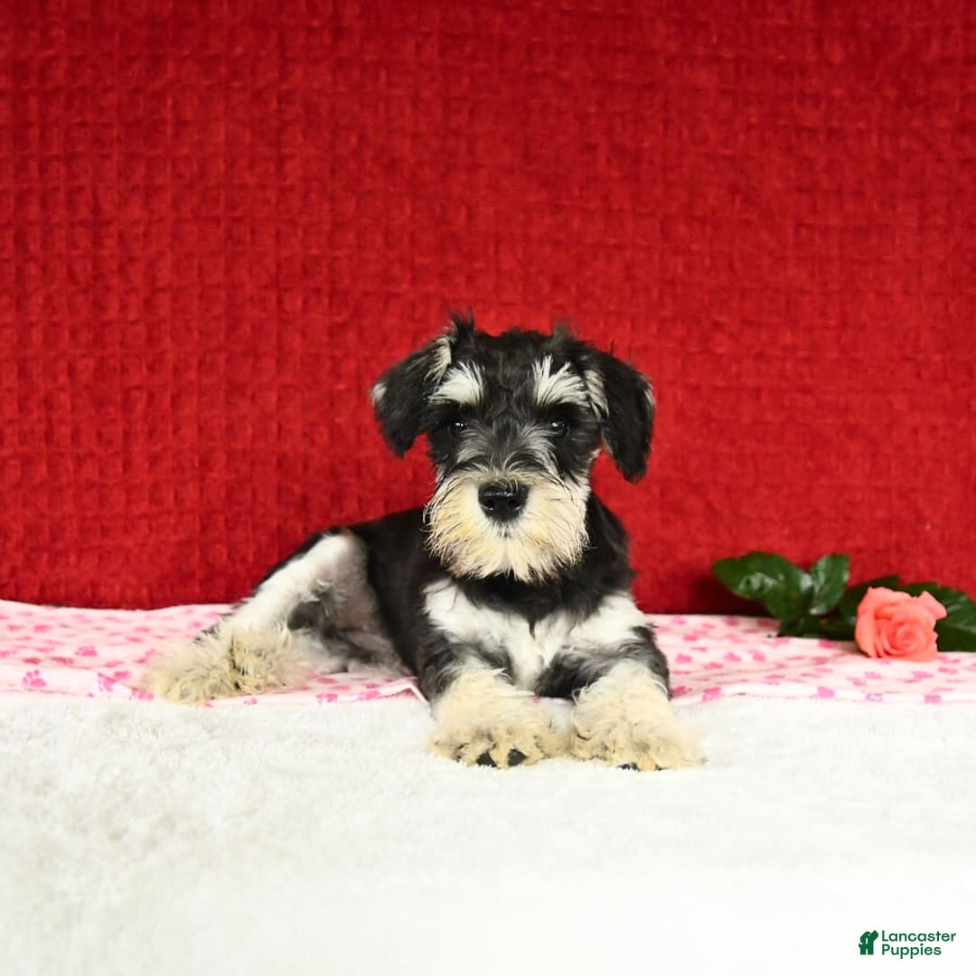 Miniature Schnauzer dogs for sale: Malenna - Image 3