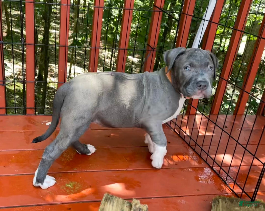 American Bully dogs for sale: Boss Baby - Image 23