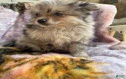 Pomeranian dogs for sale: Rusty - Image 5