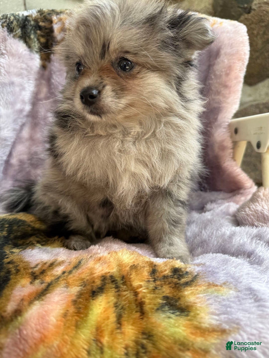 Pomeranian dogs for sale: Rusty - Image 5
