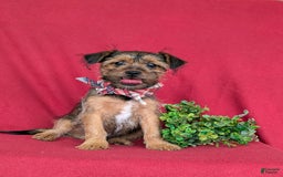 Shorkie dogs for sale: Cruz 9 Lbs Full Grown - Image 10