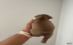 French Bulldog dogs for sale: Rajahie - Image 4