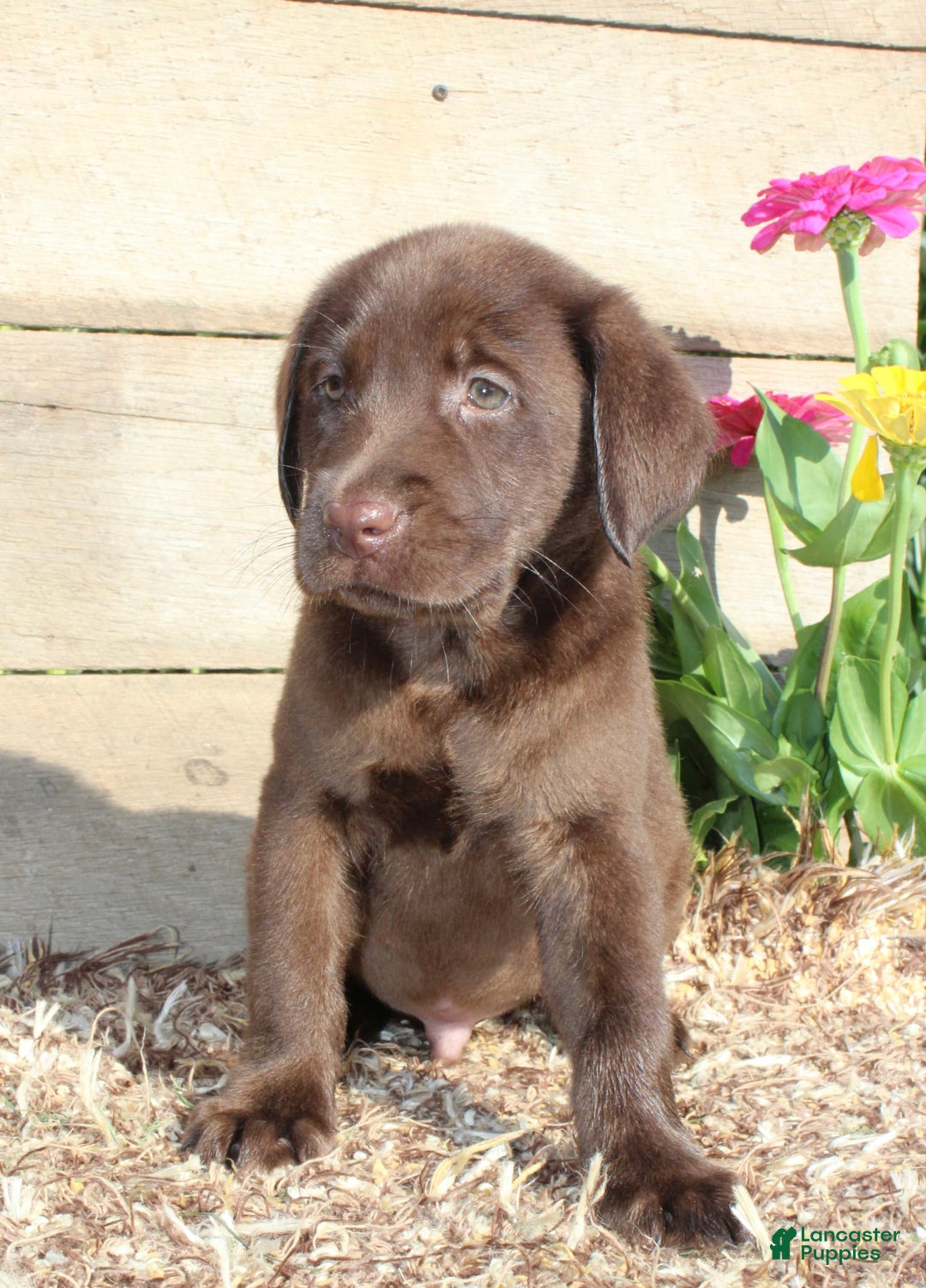 Labrador Retriever dogs for sale: Brandon - Image 1