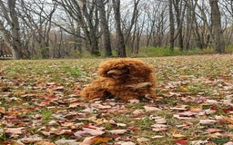 Mini Goldendoodle dogs for sale: Cupcake - Image 7