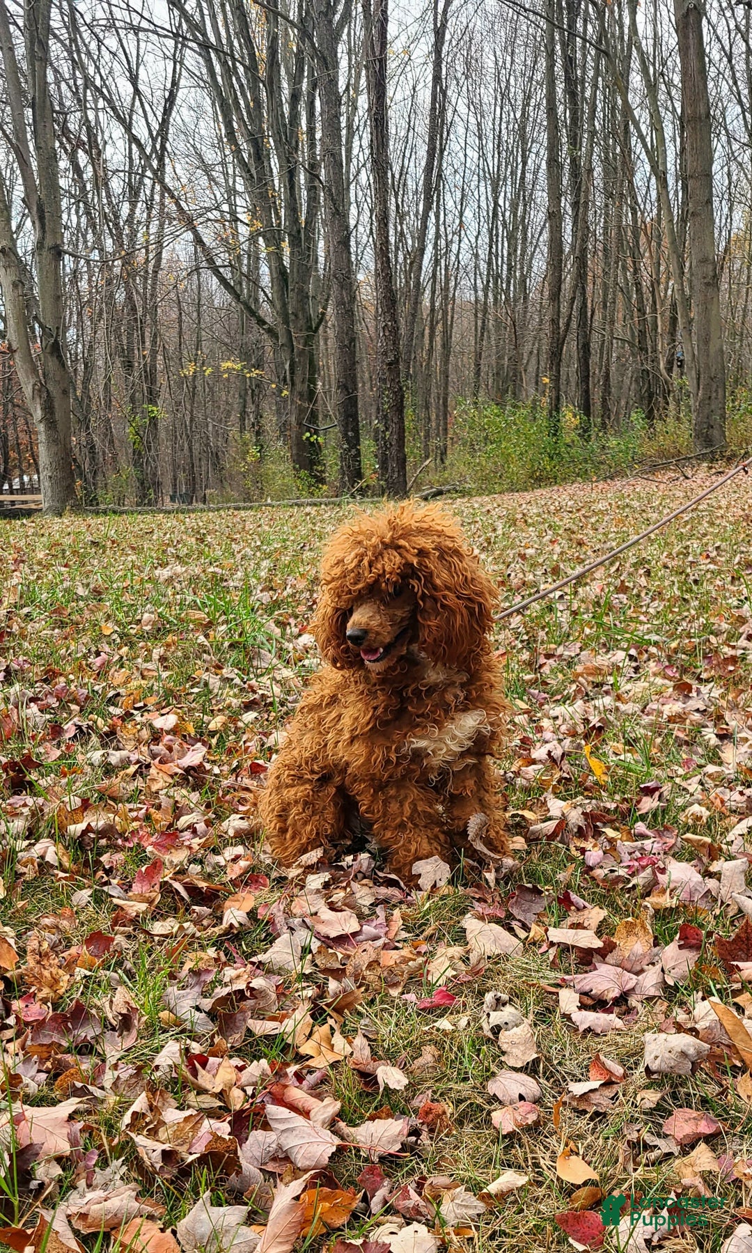 Mini Goldendoodle dogs for sale: Cupcake - Image 7