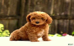 Toy Poodle dogs for sale: Dylan - Image 1