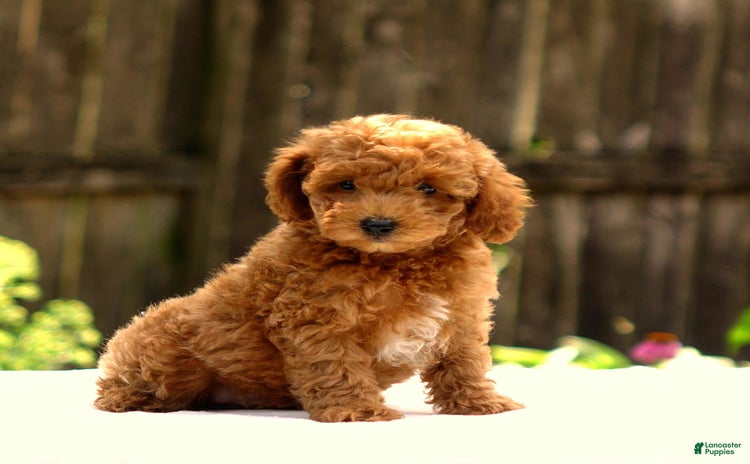 Toy Poodle dogs for sale - Ad 1
